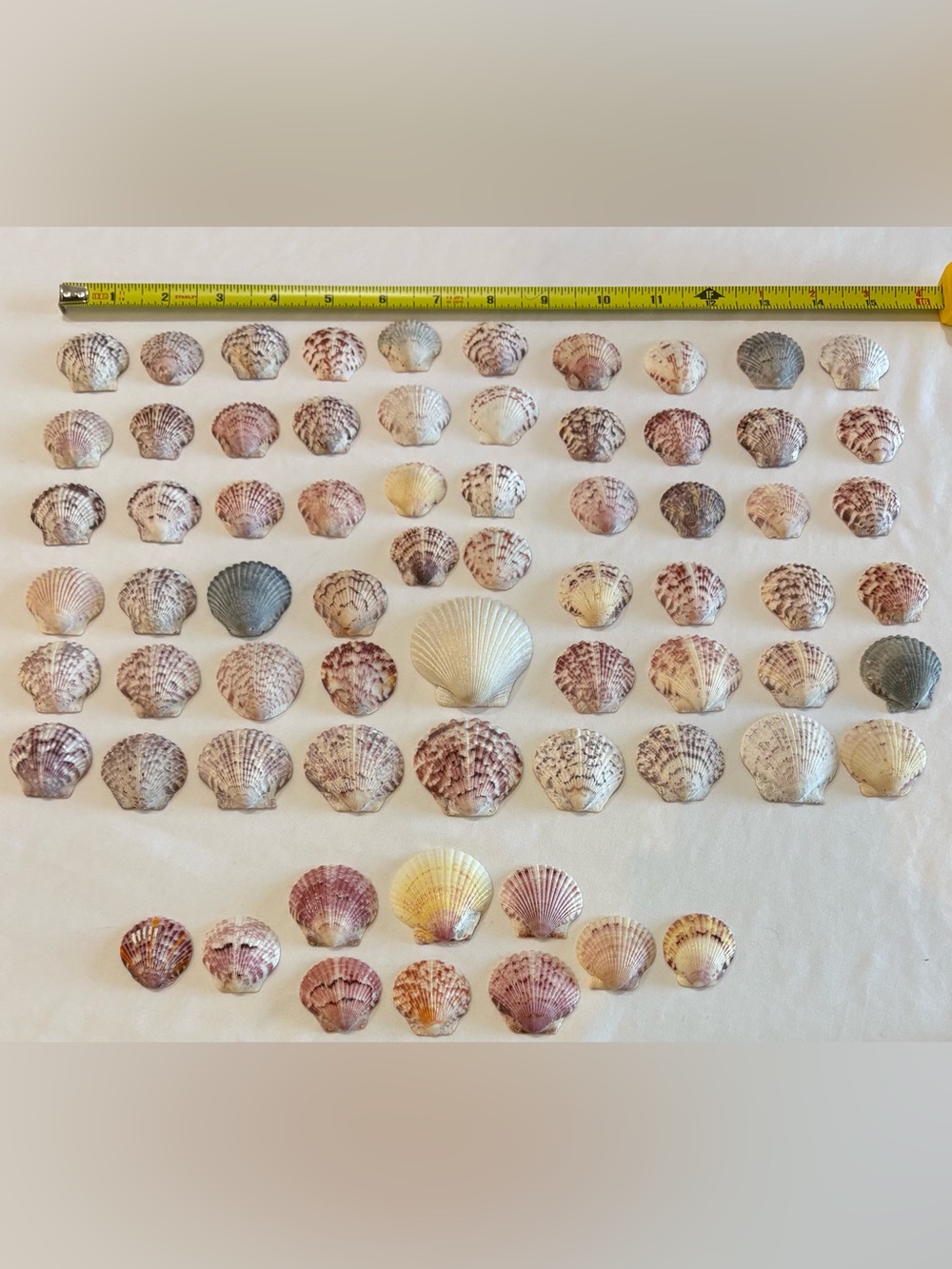 68 LOT SEA SHELLS SANIBEL, FLORIDA SCALLOPS 1.25 -2" MIX COLOR CRAFT OR COLLECT